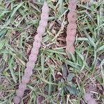 Anadenanthera colubrina ഫലം