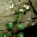 Cardamine asarifolia 整株植物