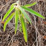 Euphorbia crotonoides Hostoa