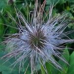 Anemone alpina Frucht