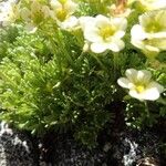 Saxifraga exarata Hoja