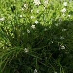 Cardamine flexuosaFlor