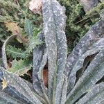 Echium asperrimum 葉