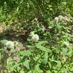 Trifolium montanum Habit