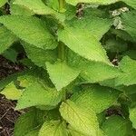 Campanula lactiflora Leaf