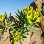 Euphorbia dendroides Habit