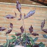 Leea guineensis Leaf