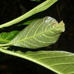 Solanum rovirosanum Ліст