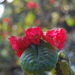 Rhododendron erosum Virág