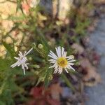 Symphyotrichum lanceolatumFlower