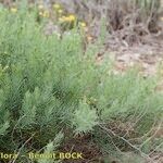 Asparagus macrorrhizus Habit