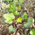 Hedera hibernica Hostoa