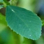 Trifolium resupinatum Leaf