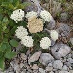 Achillea odorata花