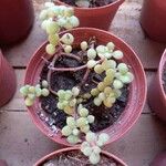 Crassula expansa ഇല