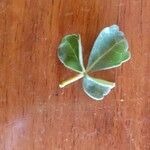 Commiphora holtziana Leaf