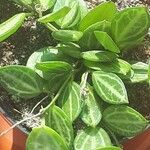 Dischidia ovata Leaf