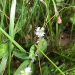 Veronica officinalisFlower