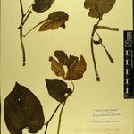 Aristolochia griffithii ᱮᱴᱟᱜ