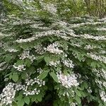 Viburnum plicatum Hábitos