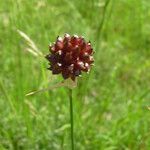 Allium vinealeFroito