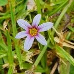 Sisyrinchium rosulatum Цветок