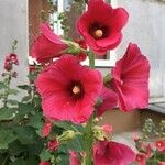 Alcea roseaBloem