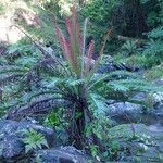 Blechnum gibbum Habit