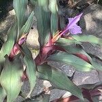 Roscoea purpurea Кветка