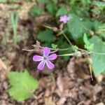 Geranium robertianumBlomma