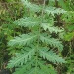 Tanacetum macrophyllum Blad