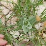 Lepidium draba Levél