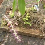 Bulbophyllum cocoinum Habit