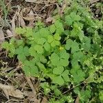 Oxalis dillenii Leaf