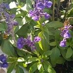 Salvia farinaceaΛουλούδι