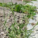 Eragrostis tenella Habitus