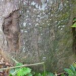 Detarium macrocarpum Rinde