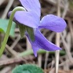 Viola odorata Fleur