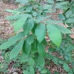 Castanea dentata Leaf