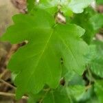 Acer × bornmuelleri Лист