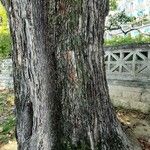 Cinnamomum glanduliferum Corteza