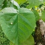 Croton macrostachyus Yaprak