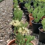 Caralluma arabica Flor
