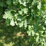 Quercus macrocarpa Blad