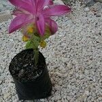 Curcuma aromatica 花