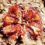 Drosera brevifolia Ліст