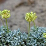 Eriogonum caespitosum Hábitos