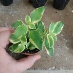 Crassula sarmentosa Leaf