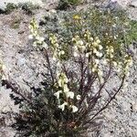 Pedicularis contorta Hábito