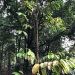 Dipterocarpus sublamellatus आदत
